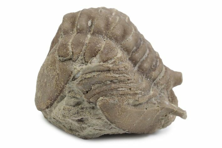 Bargain, Fossil Asaphus Kowalewskii Trilobite - Russia #363186